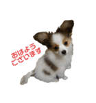 神戸弁のぱぴよんワンコ（個別スタンプ：2）