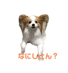 神戸弁のぱぴよんワンコ（個別スタンプ：4）