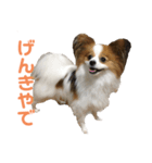 神戸弁のぱぴよんワンコ（個別スタンプ：5）