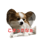 神戸弁のぱぴよんワンコ（個別スタンプ：6）