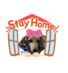 ダックス来夢（個別スタンプ：1）