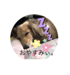 ダックス来夢（個別スタンプ：2）