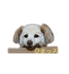 まる ときどき だい 1（個別スタンプ：3）