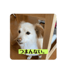 まる ときどき だい 1（個別スタンプ：10）