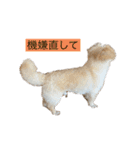 まる ときどき だい 1（個別スタンプ：14）
