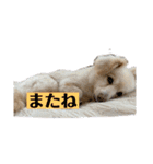まる ときどき だい 1（個別スタンプ：15）