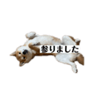まる ときどき だい 1（個別スタンプ：16）
