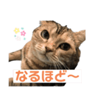 アメショーのからし（個別スタンプ：3）