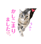 アメショーのからし（個別スタンプ：4）