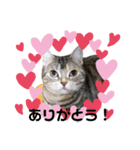 アメショーのからし（個別スタンプ：5）