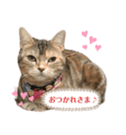 アメショーのからし（個別スタンプ：6）