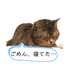 アメショーのからし（個別スタンプ：7）