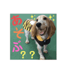 おてんばコッカー もも（個別スタンプ：1）