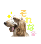 おてんばコッカー もも（個別スタンプ：4）