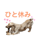 おてんばコッカー もも（個別スタンプ：5）