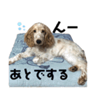 おてんばコッカー もも（個別スタンプ：9）