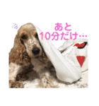 おてんばコッカー もも（個別スタンプ：10）