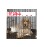 おてんばコッカー もも（個別スタンプ：13）