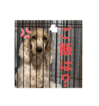 おてんばコッカー もも（個別スタンプ：14）