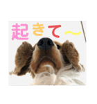 おてんばコッカー もも（個別スタンプ：15）