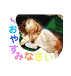 おてんばコッカー もも（個別スタンプ：16）