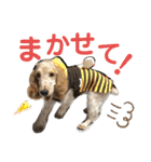 おてんばコッカー もも（個別スタンプ：17）