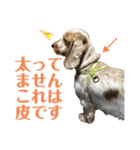 おてんばコッカー もも（個別スタンプ：20）