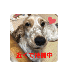 おてんばコッカー もも（個別スタンプ：21）