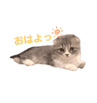 こねこのししゃも（個別スタンプ：1）