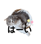 こねこのししゃも（個別スタンプ：2）