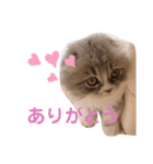 こねこのししゃも（個別スタンプ：3）