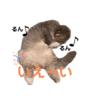 こねこのししゃも（個別スタンプ：5）