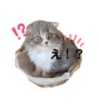 こねこのししゃも（個別スタンプ：6）