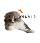 こねこのししゃも（個別スタンプ：9）