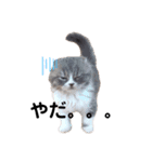 こねこのししゃも（個別スタンプ：10）