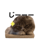 こねこのししゃも（個別スタンプ：11）
