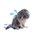 こねこのししゃも（個別スタンプ：13）