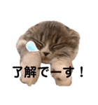 こねこのししゃも（個別スタンプ：14）