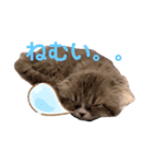 こねこのししゃも（個別スタンプ：15）