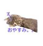 こねこのししゃも（個別スタンプ：16）