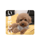 トイプードルのりんごちゃん。3（個別スタンプ：1）