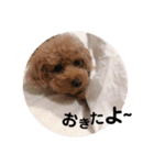 トイプードルのりんごちゃん。3（個別スタンプ：2）