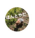 トイプードルのりんごちゃん。3（個別スタンプ：4）