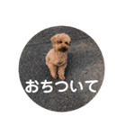 トイプードルのりんごちゃん。3（個別スタンプ：9）