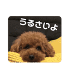 トイプードルのりんごちゃん。3（個別スタンプ：11）