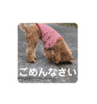 トイプードルのりんごちゃん。3（個別スタンプ：17）