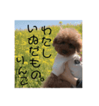 トイプードルのりんごちゃん。3（個別スタンプ：19）