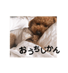 トイプードルのりんごちゃん。3（個別スタンプ：26）