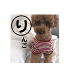 トイプードルのりんごちゃん。3（個別スタンプ：27）