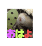 プリン4（個別スタンプ：8）